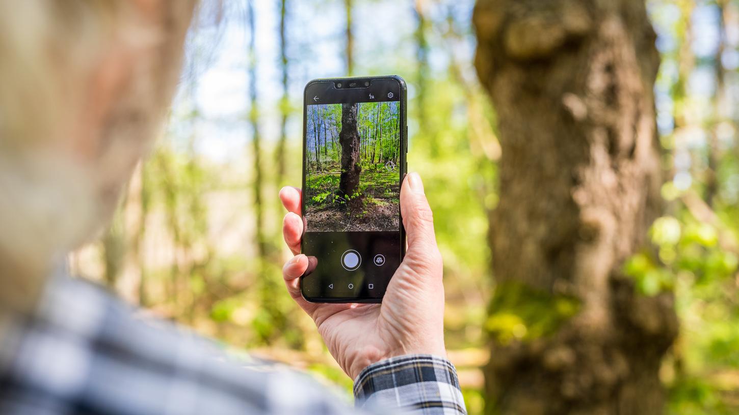  Rolf Jantz, der zu der Community der «Naturgucker» gehört, fotografiert mit einer App auf seinem Smartphone einen Baumstamm im Landkreis Celle, um den Baum zu bestimmen.