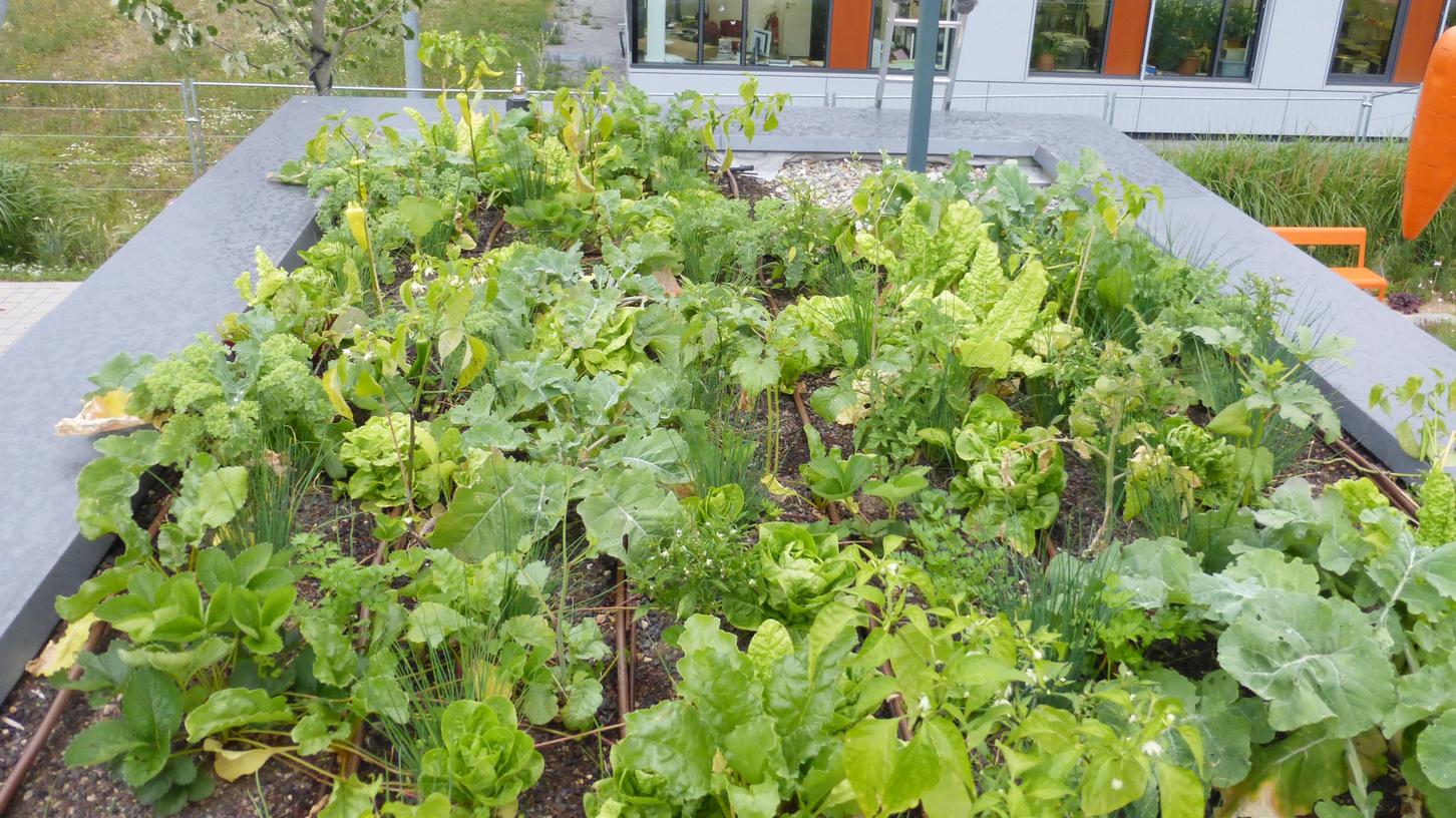Was wächst denn da? Auf einem Dach der Klima-Forschungs-Station in Würzburg gedeihen das ganze Jahr über Gemüse und Kräuter.
 
