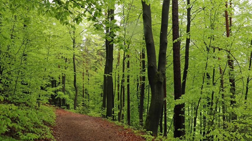 Jetzt im Mai zeigt sich der frische Buchenwald von seiner schönsten Farbe. Besonders im Kontrast mit den regennassen Baumstämmen. 