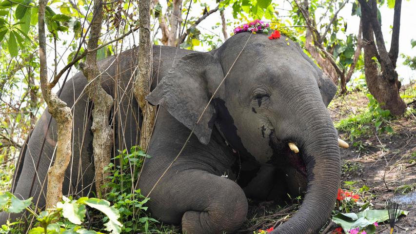 Dieser Elefant wurde vermutlich von einem Blitzeinschlag getötet. Menschen im indischen Bundesstaat Assam haben den Körper des Tieres mit Blumen geschmückt. Insgesamt starben 18 Elefanten bei dem schweren Gewitter.