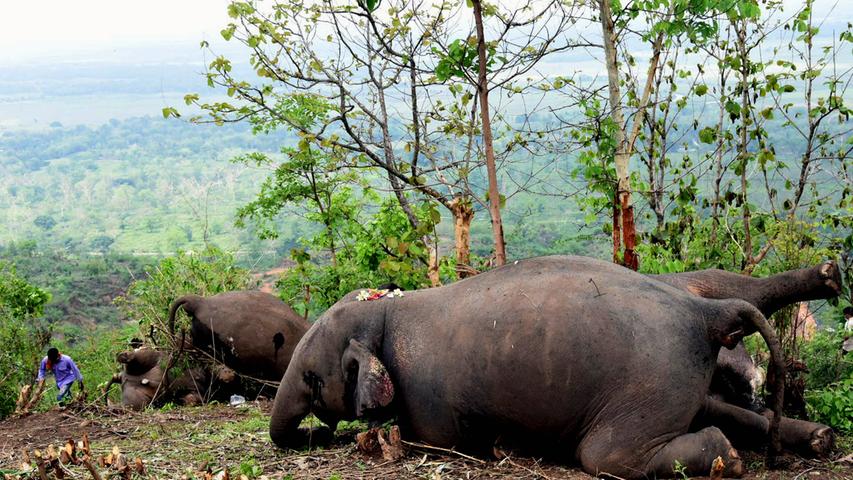 Nach Gewittersturm: 18 tote Elefanten in indischem Wald entdeckt