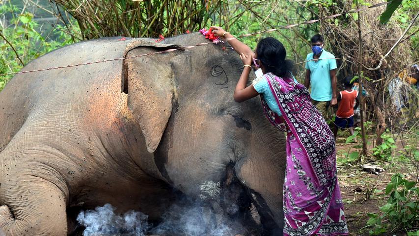 Nach Gewittersturm: 18 tote Elefanten in indischem Wald entdeckt