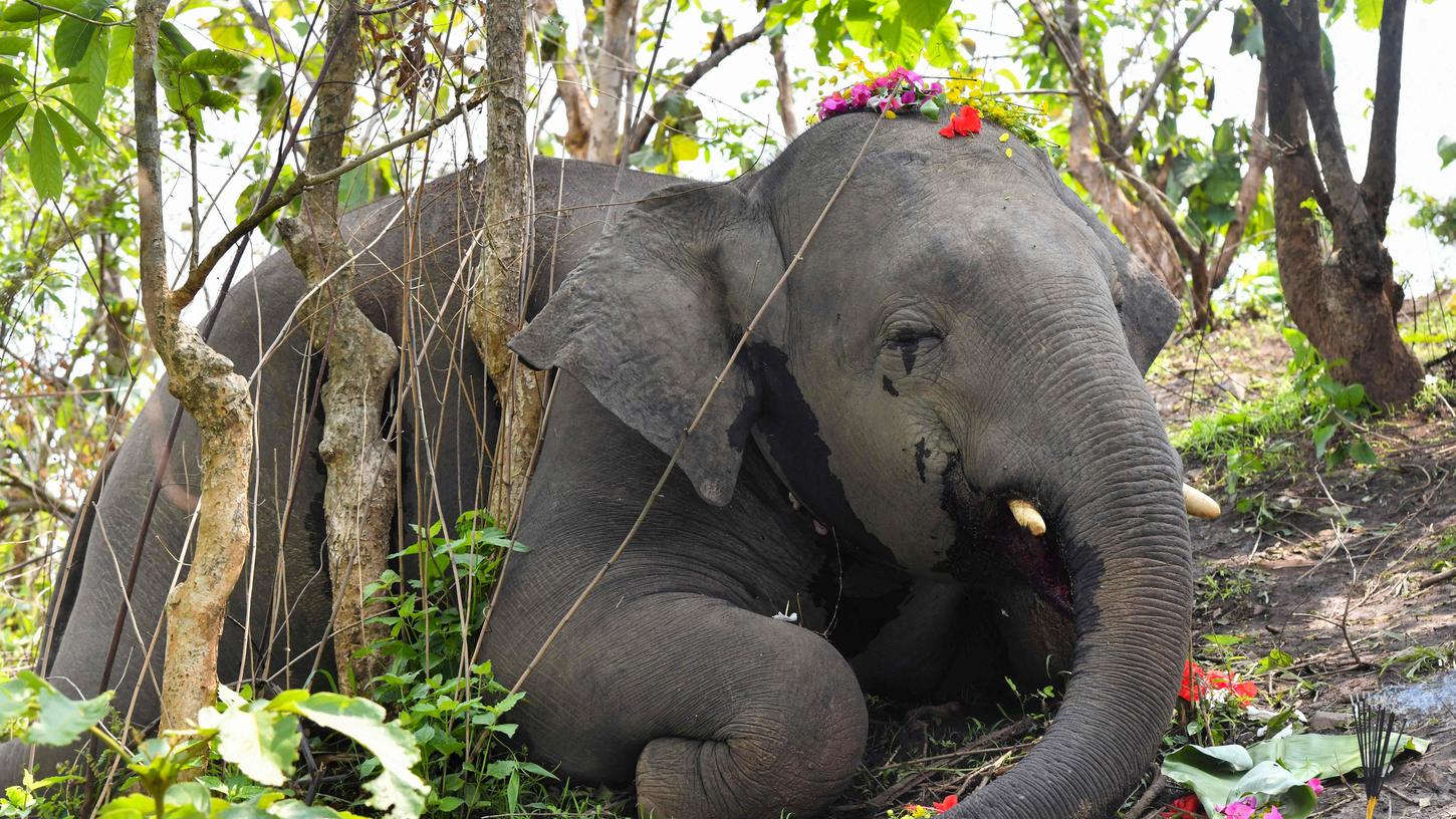 Im indischen Bundesstaat Assam sind 18 Elefanten gestorben.