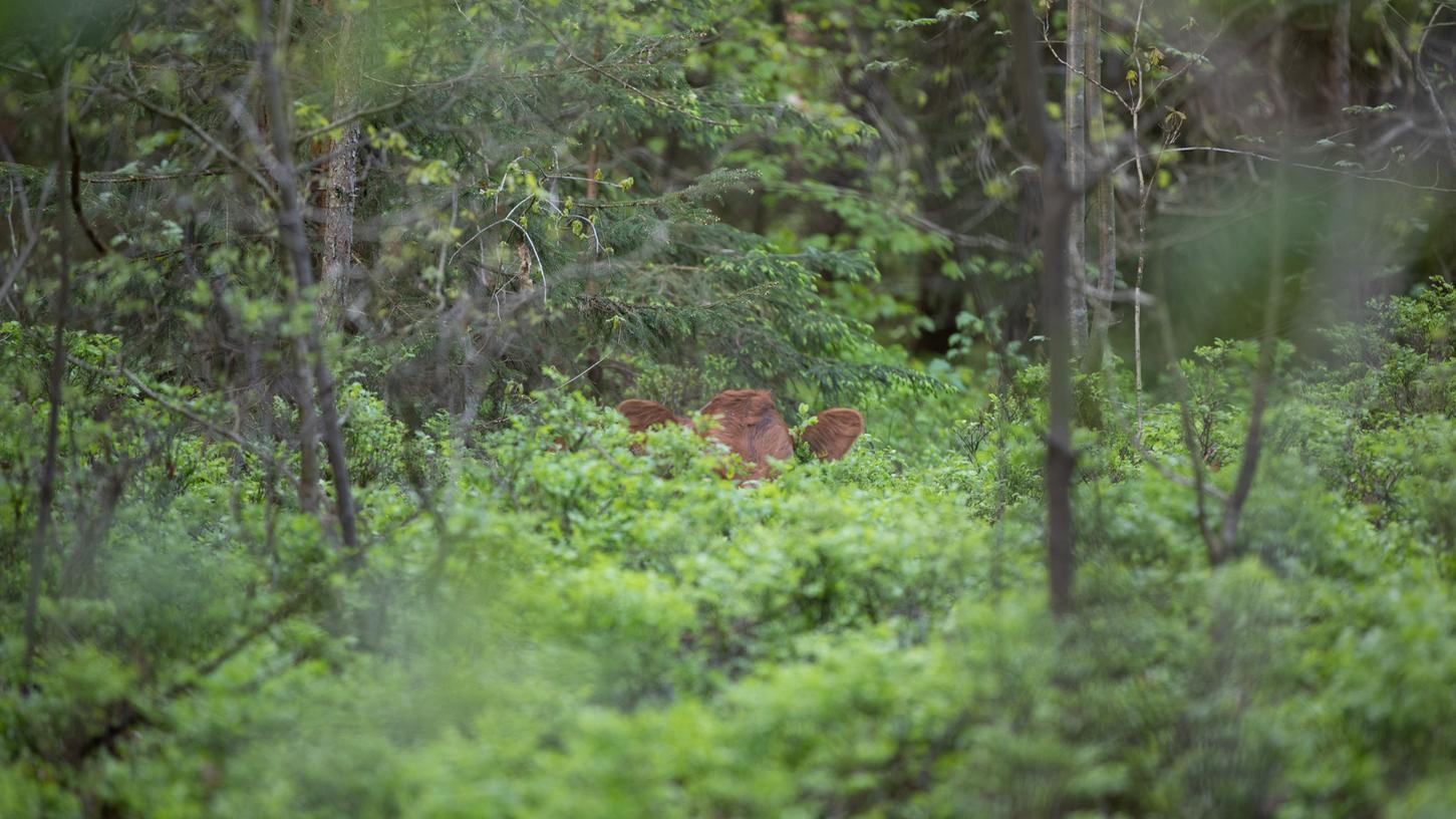 Da muss man genau hinschauen: Nur die Ohren von Moggi spitzen aus dem Grün heraus. Eines der acht von einer Weide bei Absberg entlaufenen Rinder versteckte sich im Wald bei Pfofeld.