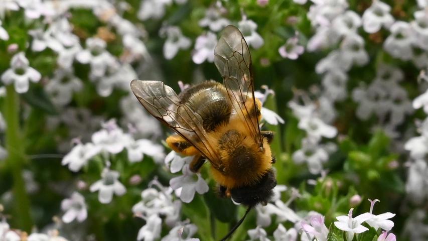 "Wir müssen was machen gegen das Insektensterben", sagt Strasser - und investiert dafür viel Geld. "Wir müssen was machen gegen das Insektensterben", sagt Strasser - und investiert dafür viel Geld.
