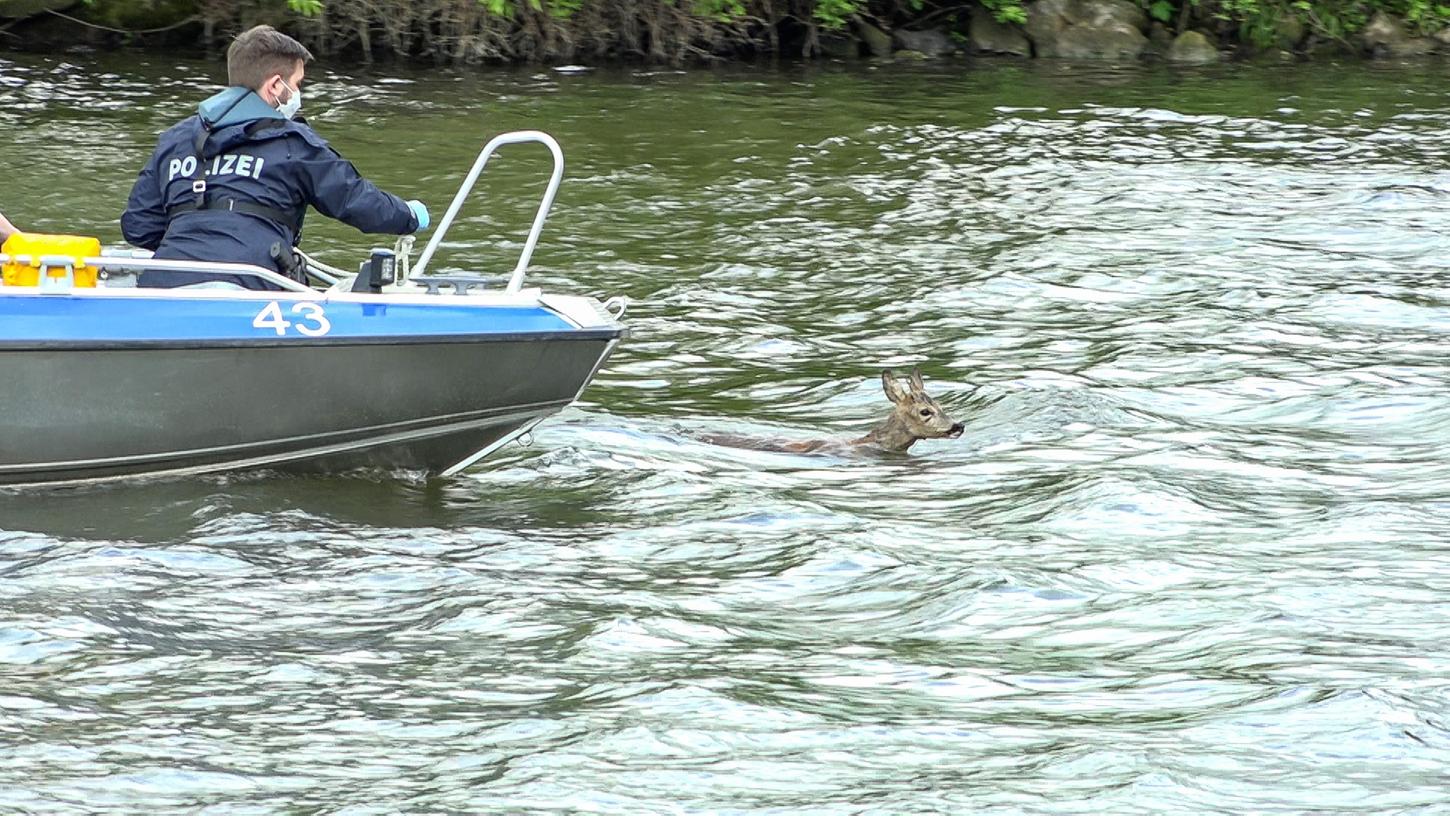 Die Polizei versuchte mit einem Boot dem Tier näher zu kommen.