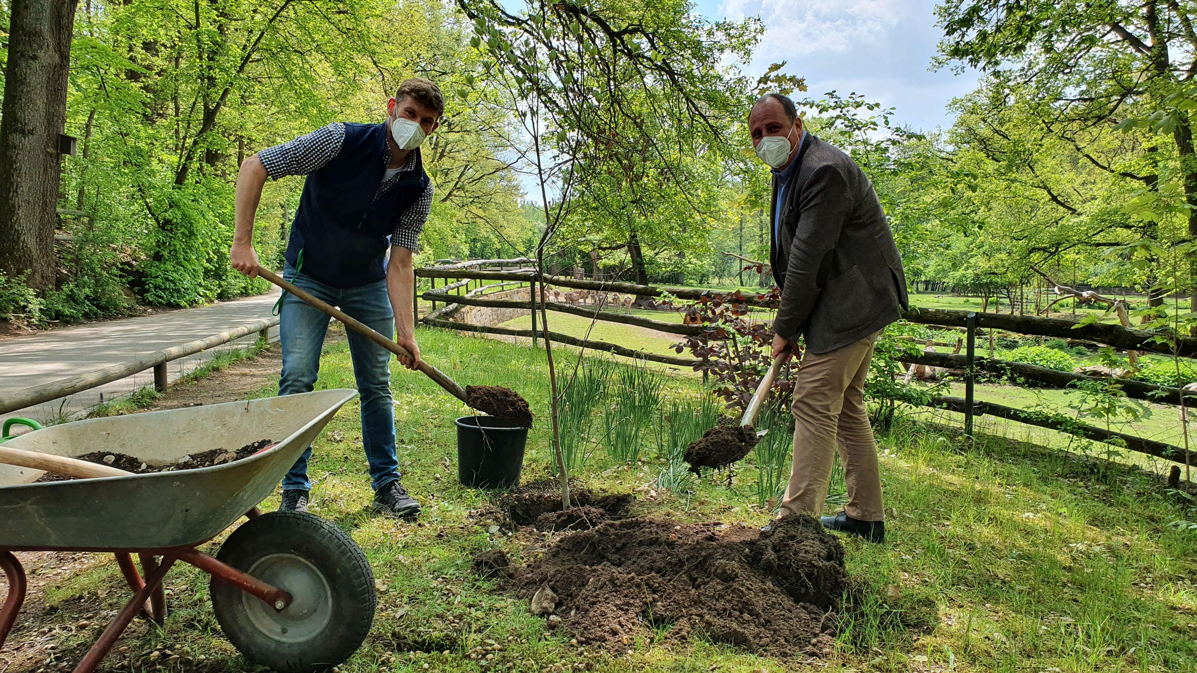Heimat für seltene Baumart im Tiergarten Nürnberg