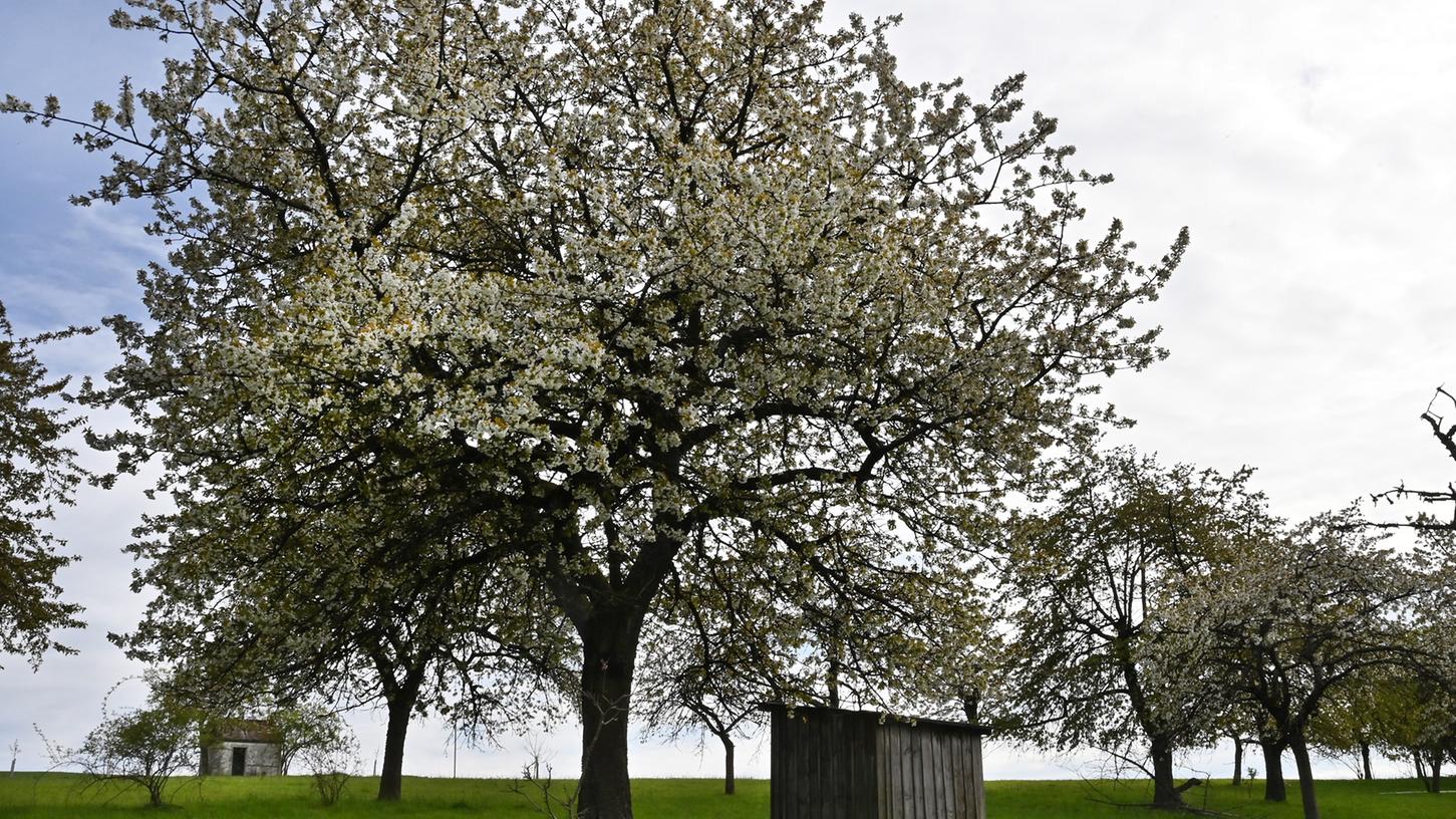 Immer wieder schön: Die Kirschblüte in Kalchreuth.