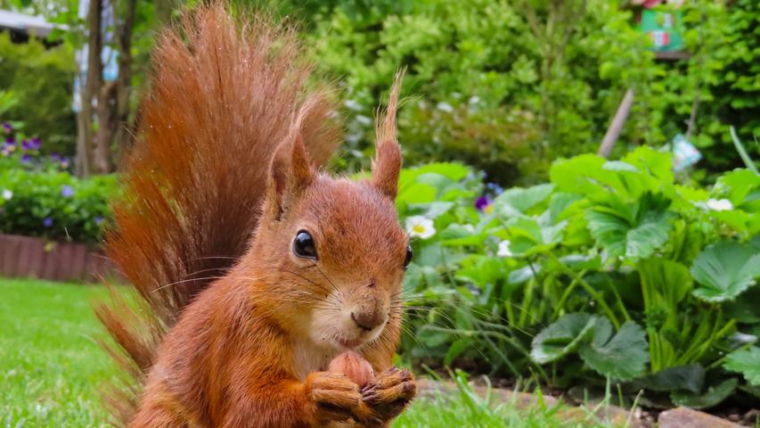 Das zutrauliche Eichhörnchen holt sich seine Futterration mittlerweile sogar direkt aus der Hand ab.