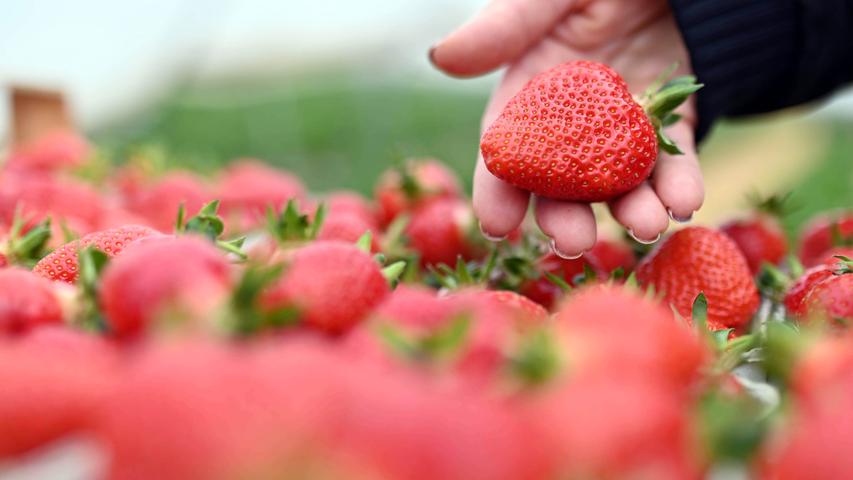 Erdbeeren  enthalten nur wenige Kalorien und so gut wie kein Fett. Beachtenswert ist der hohe Vitamin-C-Gehalt von etwa 62 Milligramm je 100 Gramm. Darüber hinaus sind in Erdbeeren die Vitamine A, K, B3, Biotin und Folsäure enthalten und die Mineralstoffe Kalium, Kalzium, Phosphor und Magnesium.
