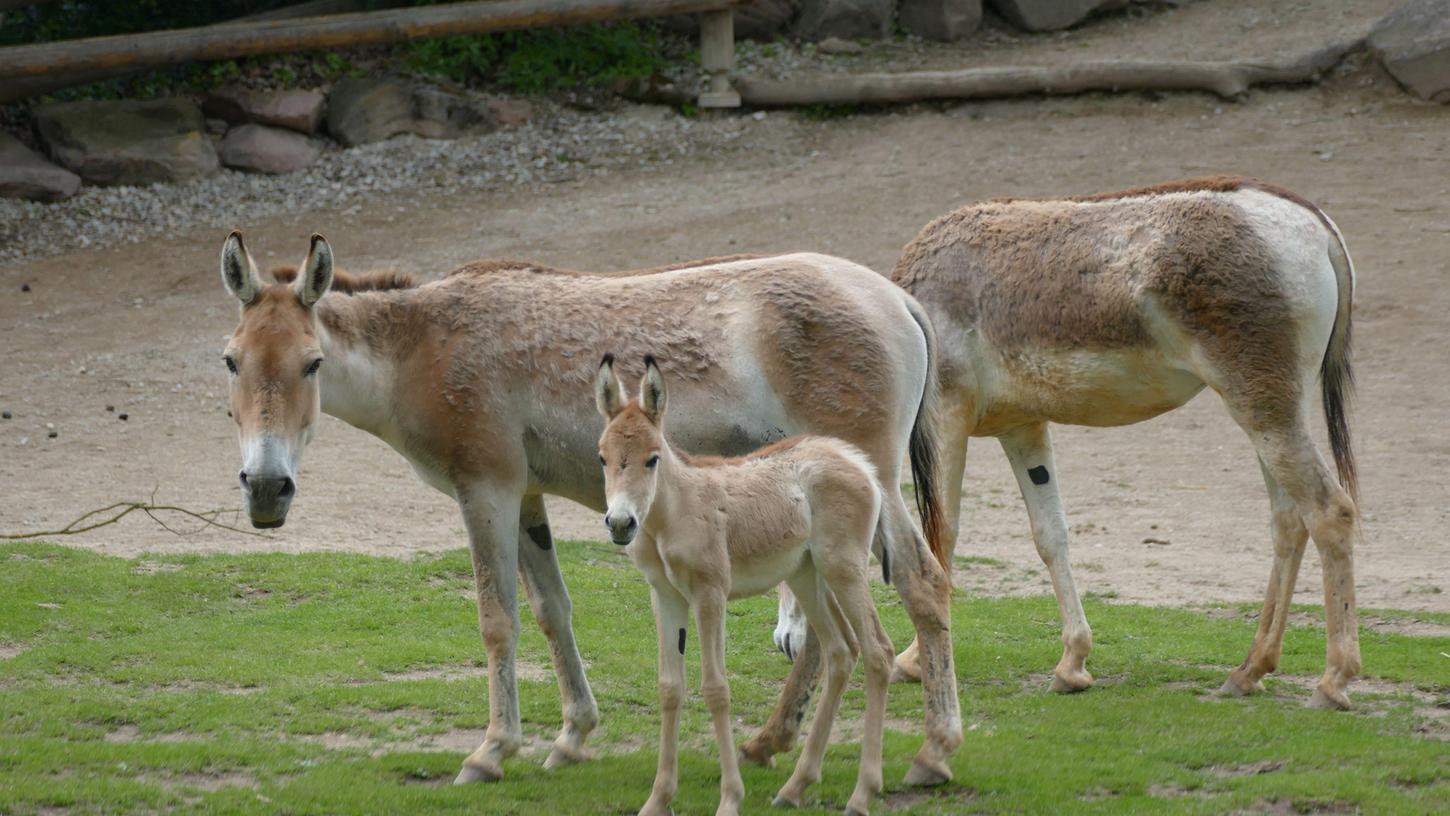 Das Kulan-Fohlen mit zwei ausgewachsenen Tieren. 