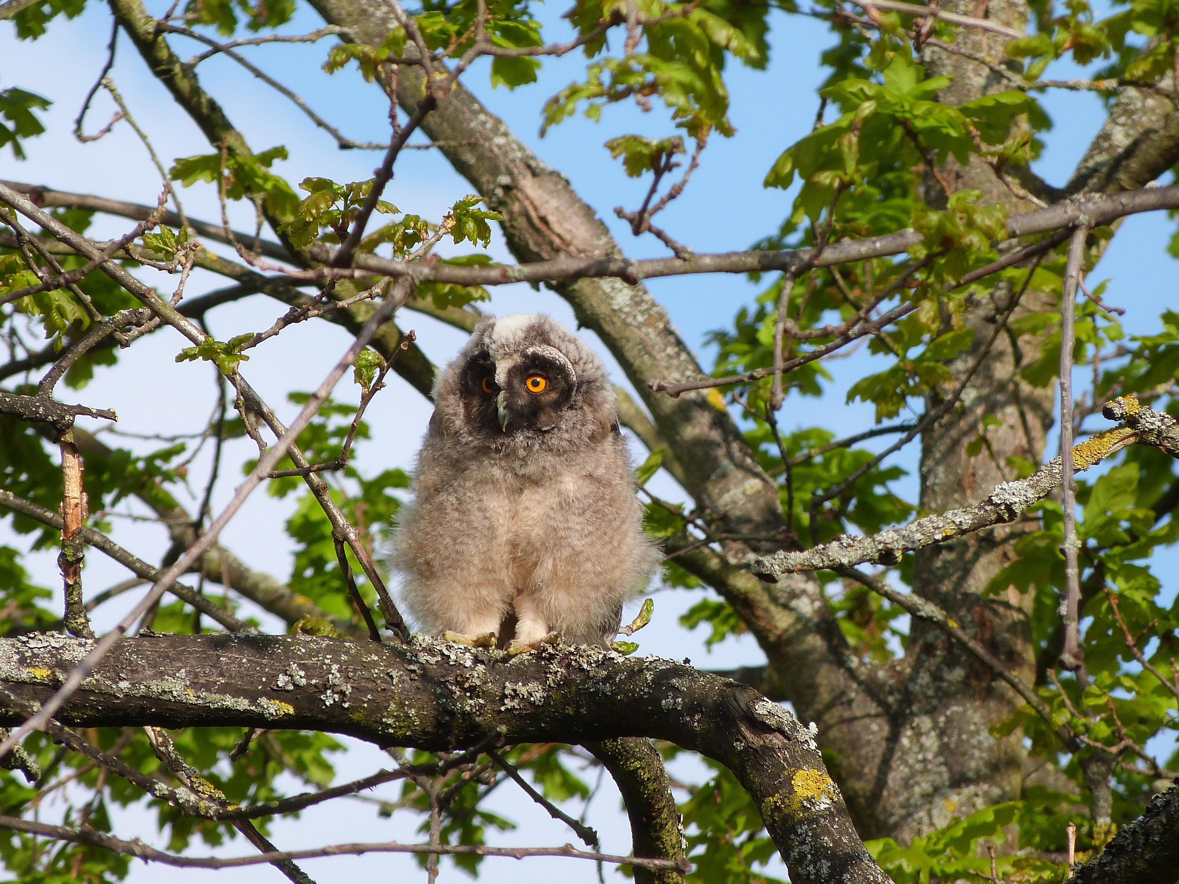 Eine äußerst seltene Aufnahme in Forchheim ist NN-Leserin Rebekka Übler gelungen. Und sie dürfte nicht die Einzige sein, die sich darüber gefreut hat: Mitten im Stadtgebiet in Forchheim haben Waldohreulen zuletzt gleich vier Junge aufgezogen. „Die Nachbarschaft hat sich sehr über das tolle Naturerlebnis gefreut“, schreibt Rebekka Übler. Typisch für die Waldohreule, die in etwa die Größe eines Waldkauz hat, nur etwas schlanker  als dieser ist, sind die leuchtend orange-gelben Augen.