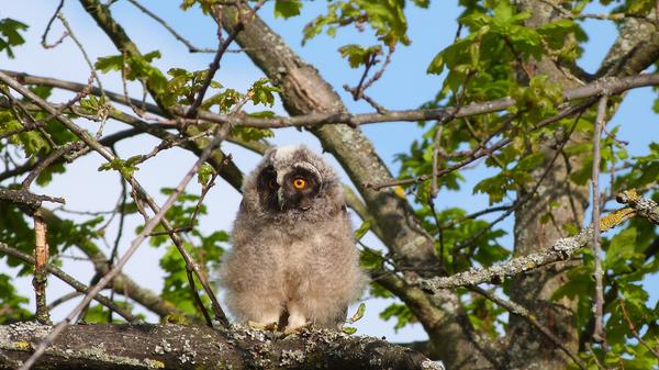 Eine äußerst seltene Aufnahme in Forchheim ist NN-Leserin Rebekka Übler gelungen. Und sie dürfte nicht die Einzige sein, die sich darüber gefreut hat: Mitten im Stadtgebiet in Forchheim haben Waldohreulen zuletzt gleich vier Junge aufgezogen. „Die Nachbarschaft hat sich sehr über das tolle Naturerlebnis gefreut“, schreibt Rebekka Übler. Typisch für die Waldohreule, die in etwa die Größe eines Waldkauz hat, nur etwas schlanker als dieser ist, sind die leuchtend orange-gelben Augen.