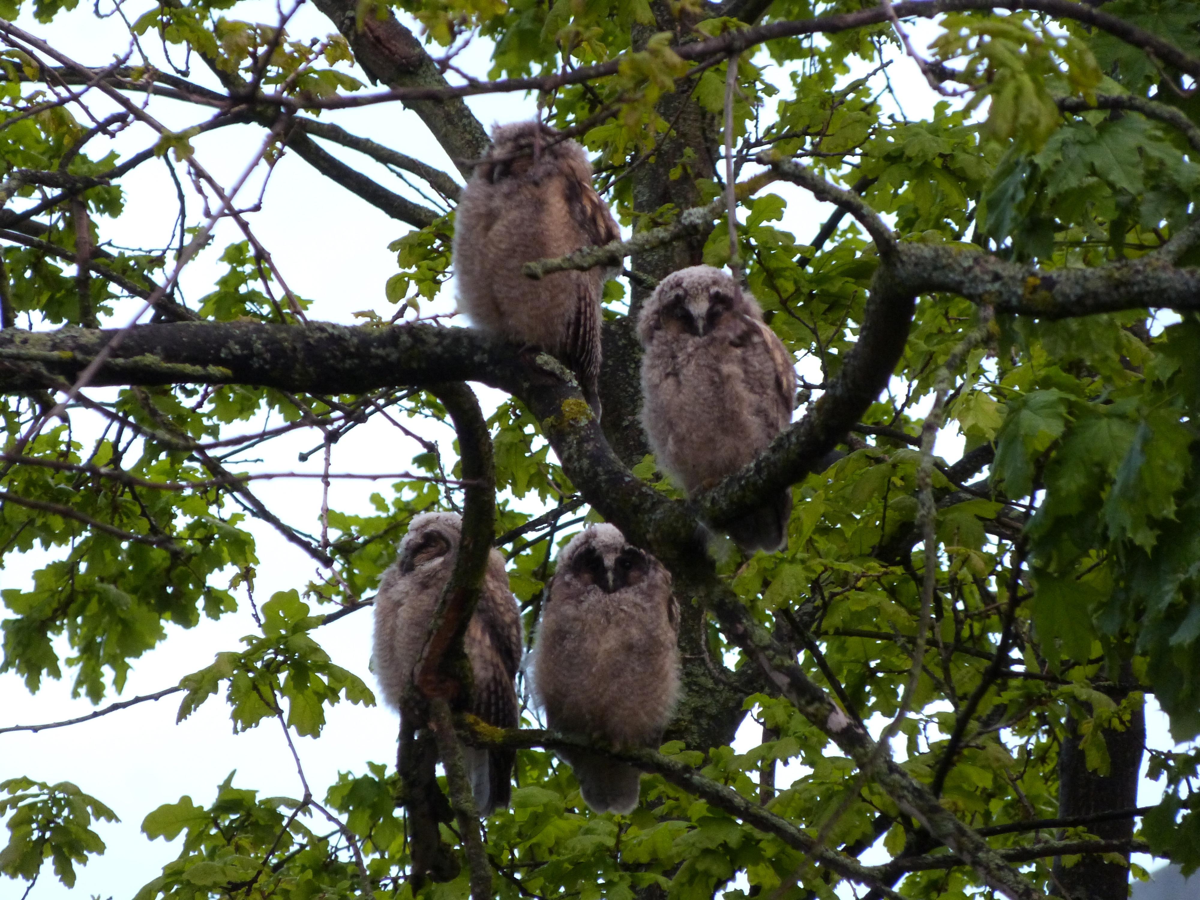 Eine äußerst seltene Aufnahme in Forchheim ist NN-Leserin Rebekka Übler gelungen. Und sie dürfte nicht die Einzige sein, die sich darüber gefreut hat: Mitten im Stadtgebiet in Forchheim haben Waldohreulen zuletzt gleich vier Junge aufgezogen. „Die Nachbarschaft hat sich sehr über das tolle Naturerlebnis gefreut“, schreibt Rebekka Übler. Typisch für die Waldohreule, die in etwa die Größe eines Waldkauz hat, nur etwas schlanker  als dieser ist, sind die leuchtend orange-gelben Augen.