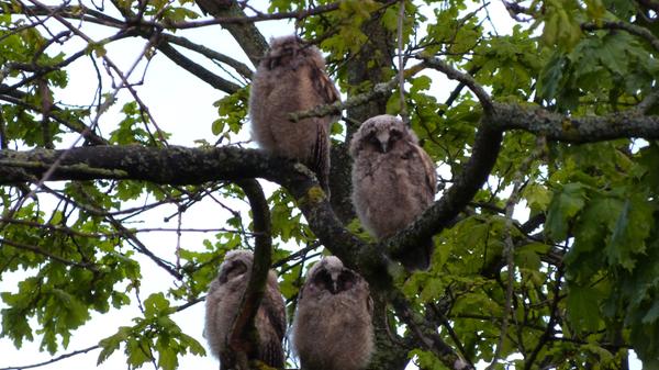 Eine äußerst seltene Aufnahme in Forchheim ist NN-Leserin Rebekka Übler gelungen. Und sie dürfte nicht die Einzige sein, die sich darüber gefreut hat: Mitten im Stadtgebiet in Forchheim haben Waldohreulen zuletzt gleich vier Junge aufgezogen. „Die Nachbarschaft hat sich sehr über das tolle Naturerlebnis gefreut“, schreibt Rebekka Übler. Typisch für die Waldohreule, die in etwa die Größe eines Waldkauz hat, nur etwas schlanker als dieser ist, sind die leuchtend orange-gelben Augen.