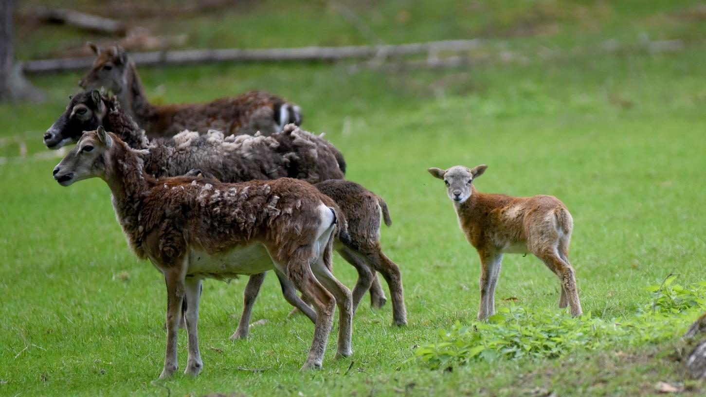 Das Wildgehege Hufeisen im Veldensteiner Forst bei Pegnitz ist ein Besuchermagnet - vor allem für Familien.