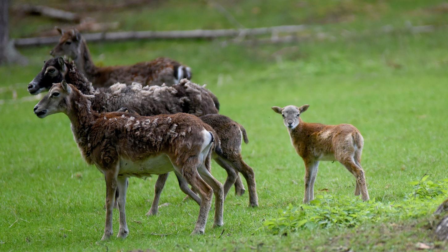 Das Wildgehege Hufeisen im Veldensteiner Forst bei Pegnitz ist ein Besuchermagnet - vor allem für Familien. Das Wildgehege Hufeisen im Veldensteiner Forst bei Pegnitz ist ein Besuchermagnet - vor allem für Familien.