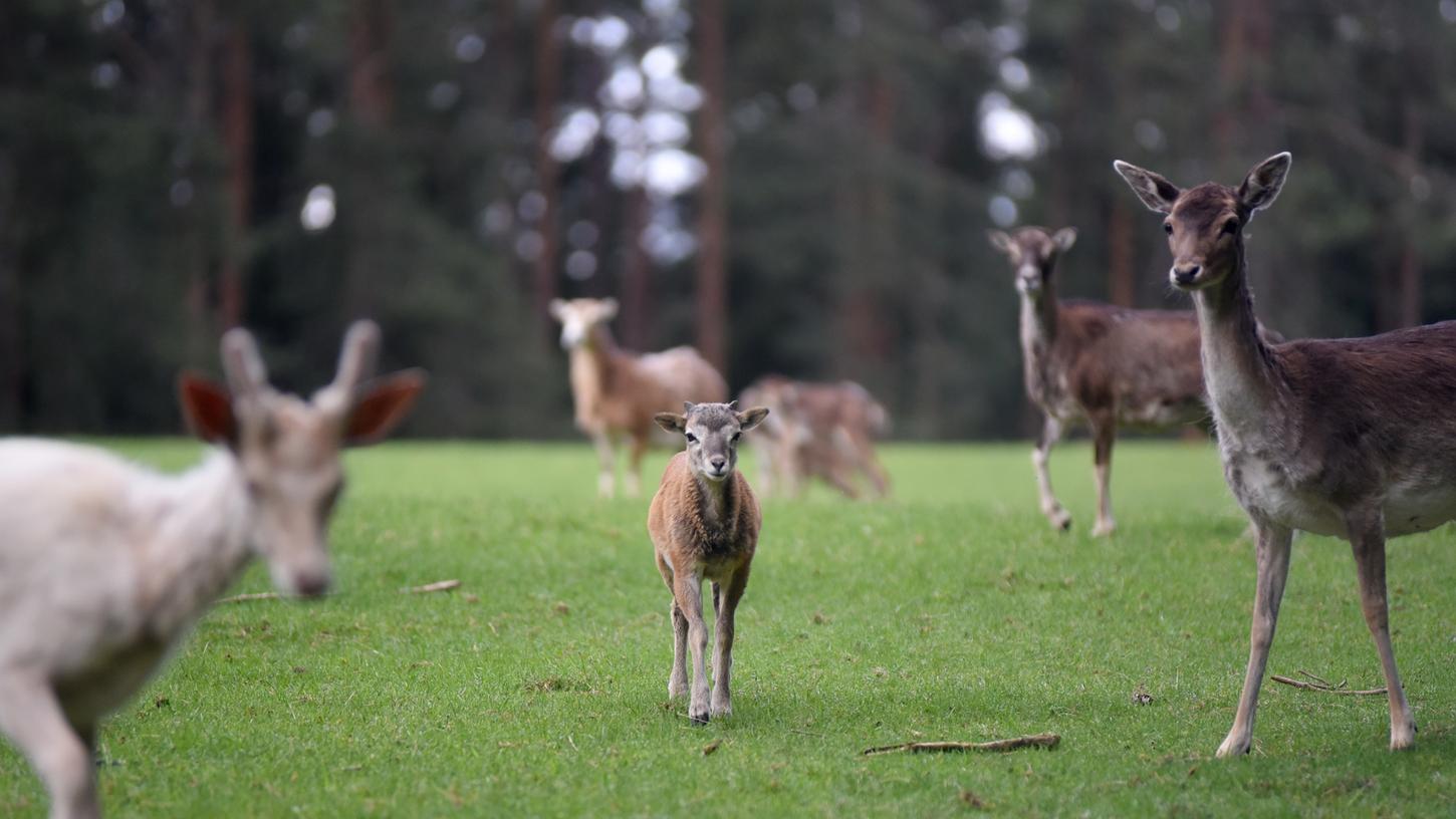 Die Tiere im Wildgehege Hufeisen müssen für längere Zeit auf Besuch verzichten. Die Tiere im Wildgehege Hufeisen müssen für längere Zeit auf Besuch verzichten.