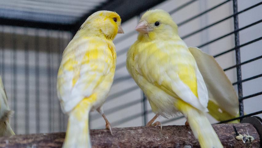 Acht Kanarienvögel – verschiedenen Alters und Geschlechts suchen ein neues Zuhause. Kanarienvögel sind für ihren schönen Gesang bekannt. Sie dürfen nicht alleine gehalten werden. Das Tierheim vermittelt sie nur paarweise oder zu einem bereits vorhandenen Tier.
Mehr Informationen gibt es beim Tierheim Nürnberg, Stadenstraße 90, 90491 Nürnberg, Telefon (0911) 919890.
Acht Kanarienvögel – verschiedenen Alters und Geschlechts suchen ein neues Zuhause. Kanarienvögel sind für ihren schönen Gesang bekannt. Sie dürfen nicht alleine gehalten werden. Das Tierheim vermittelt sie nur paarweise oder zu einem bereits vorhandenen Tier.
Mehr Informationen gibt es beim Tierheim Nürnberg, Stadenstraße 90, 90491 Nürnberg, Telefon (0911) 919890.