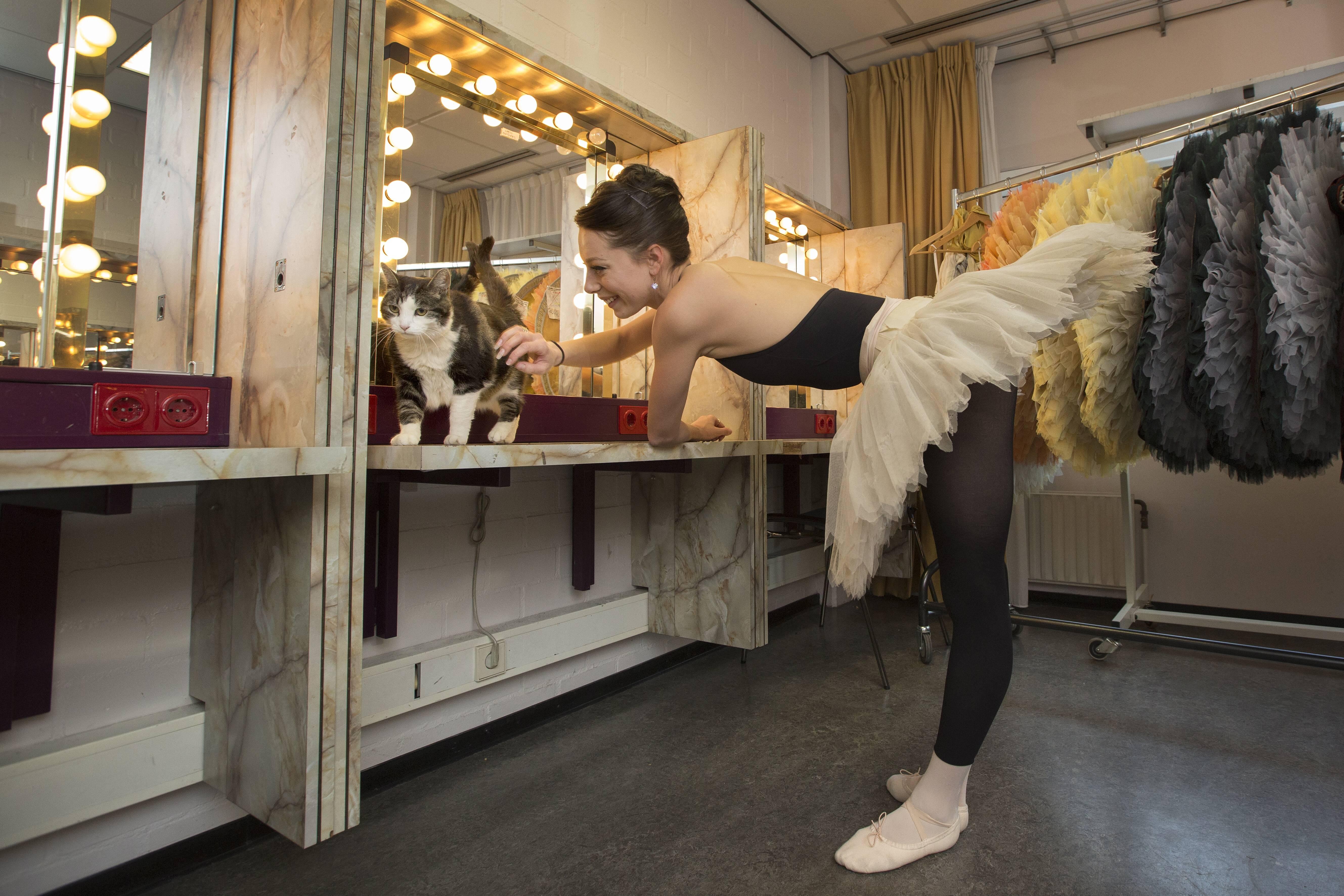 Katzenfans kommen um diese Dokumentation auf Netflix wohl nicht herum. Katzenliebe: Eine Hommage an Katzen porträtiert das Leben von Abatutu, dem wohl berühmtesten Kater der Niederlande. Die Doku ist ab 5. Juni verfügbar.