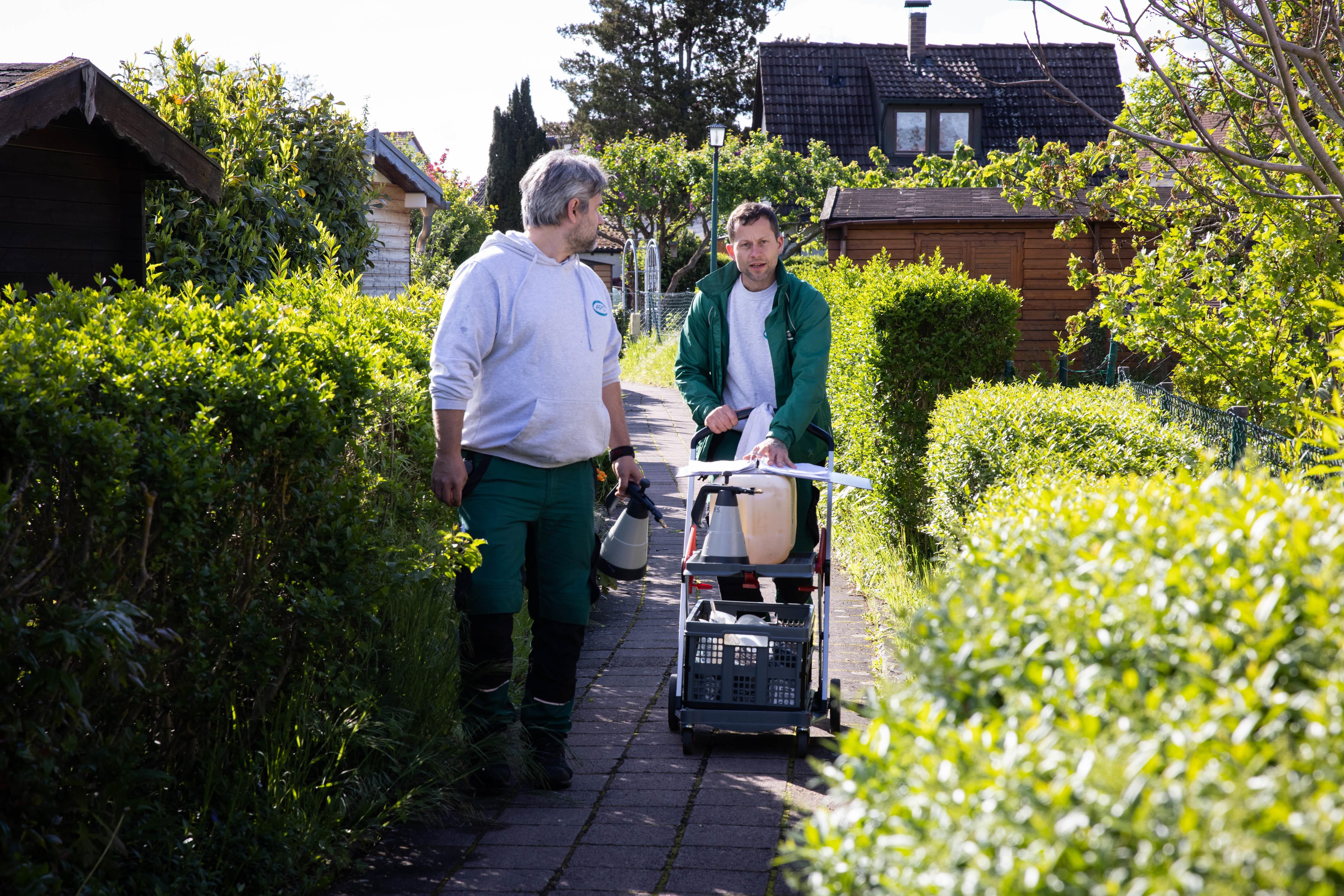Der Tigermücke in Fürth geht es an den Kragen: Mitarbeiter der Firma APC suchen in Zweierteams nach möglichen Brutstätten der Insekten im Gartenbau- und Kleintierzuchtverein 1897.