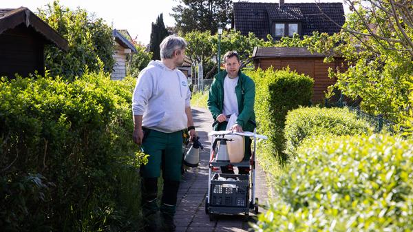 Der Tigermücke in Fürth geht es an den Kragen: Mitarbeiter der Firma APC suchen in Zweierteams nach möglichen Brutstätten der Insekten im Gartenbau- und Kleintierzuchtverein 1897.