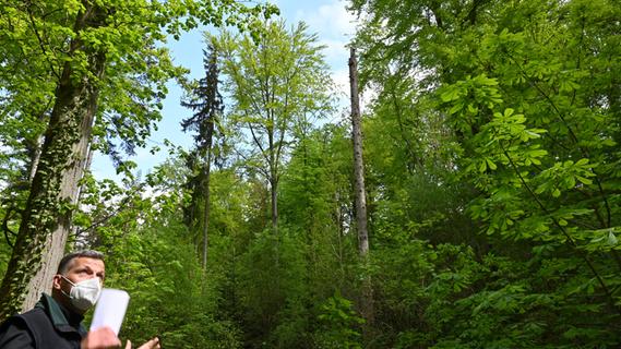 Wie im Märchen: So schön ist der Wald in Kalchreuth