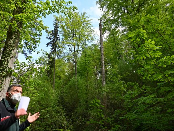 Forstingenieur Siegfried Dörfler liebt die Natur von Kindheit auf und freut sich über einen Wald wie in Kalchreuth. Denn dieser, erläutert der Fachmann, ist im ökologischen Gleichgewicht.
Forstingenieur Siegfried Dörfler liebt die Natur von Kindheit auf und freut sich über einen Wald wie in Kalchreuth. Denn dieser, erläutert der Fachmann, ist im ökologischen Gleichgewicht.