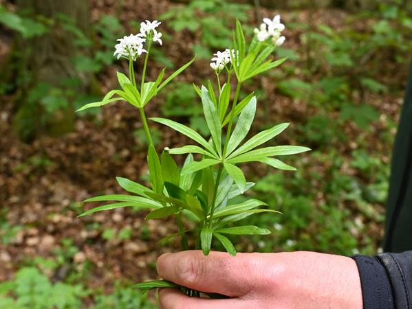 Waldmeister ist eine typische Waldpflanze und darf problemlos in Handstraußgröße gepflückt werden.
Waldmeister ist eine typische Waldpflanze und darf problemlos in Handstraußgröße gepflückt werden.