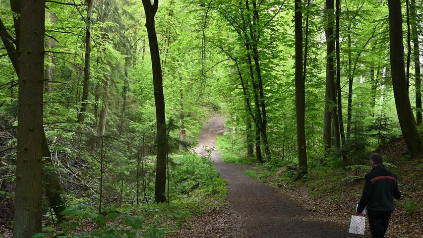 Wie im Märchen: So schön ist der Wald in Kalchreuth