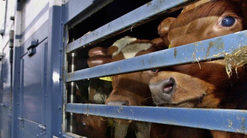 Umstrittene Tiertransporte: So sehr leiden Kälber auf ihrer Reise