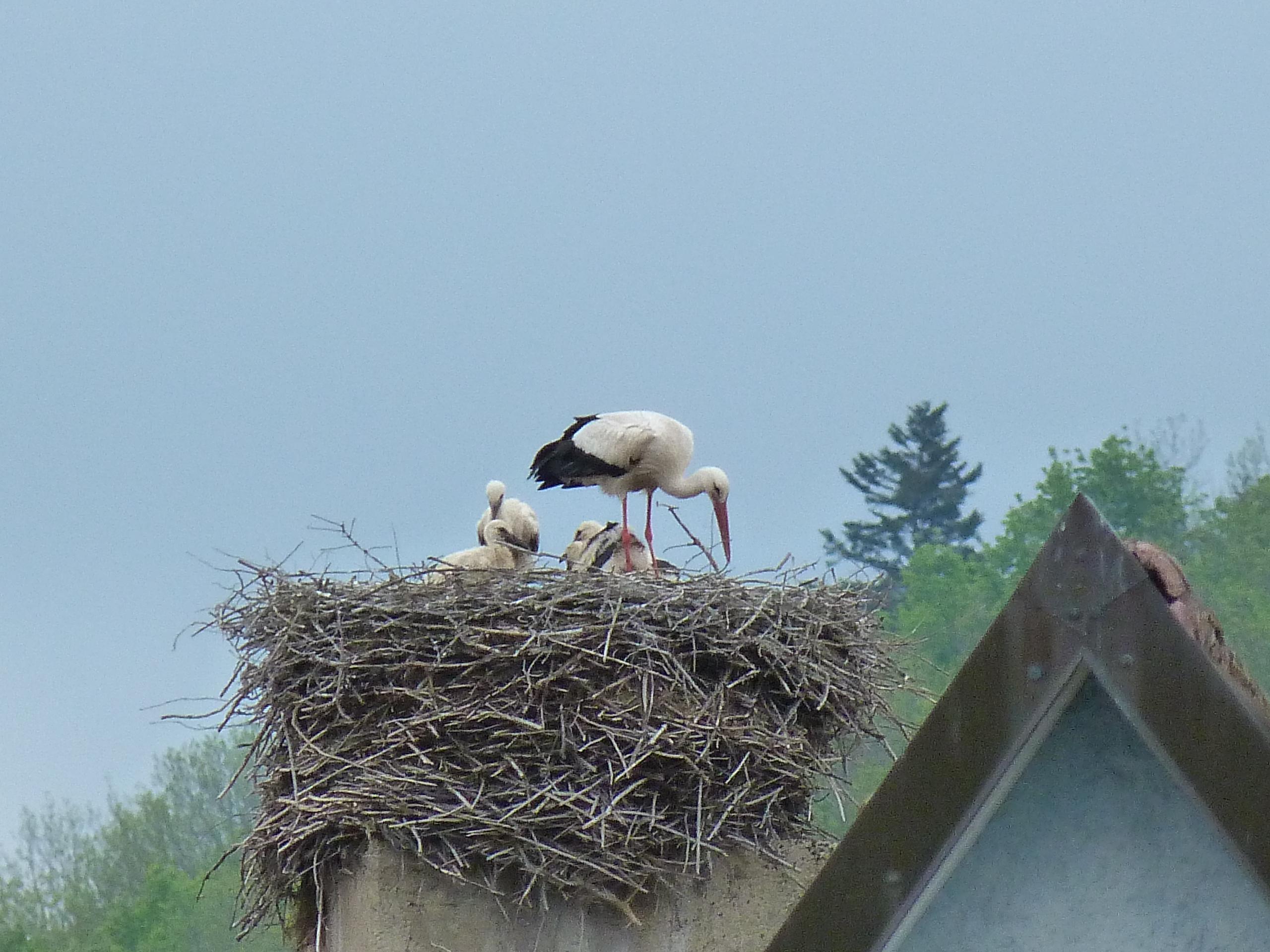 Vier Jungstörche bei ihrer Fütterung im Ebermannstädter Storchennest hat die Touristinformation Ebermannstadt eingefangen.