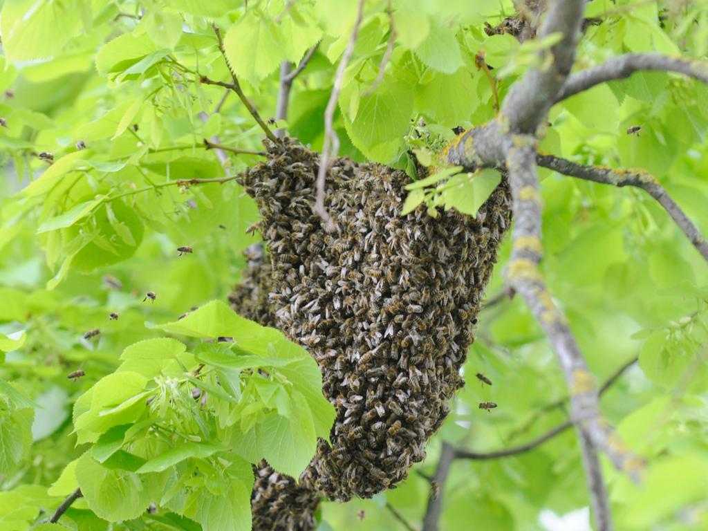 26+ toll Vorrat Bienenschwarm Im Garten Bienenschwarm Im