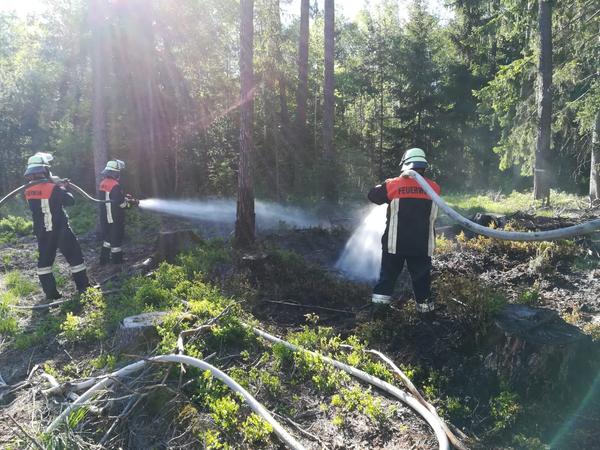 Etwa zwei Stunden lang löschten die Einsatzkräfte, kühlten den Brandort und durchharkten den Waldboden, um alle Brandnester zu ersticken.
Etwa zwei Stunden lang löschten die Einsatzkräfte, kühlten den Brandort und durchharkten den Waldboden, um alle Brandnester zu ersticken.