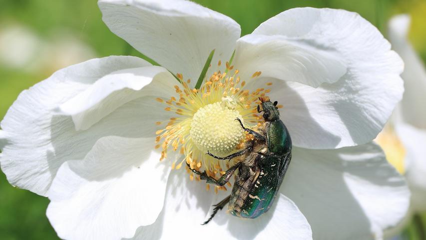 Der farbenfrohe Goldrosenkäfer bedient sich hier mal an den Pollen einer Anemonenart, dem großen Windröschen.