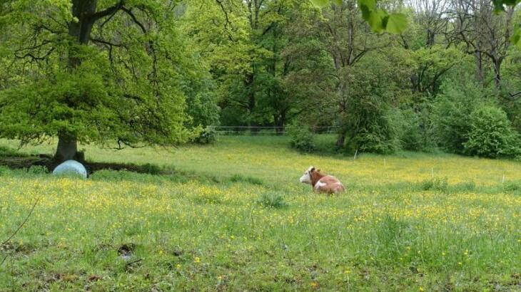 Noch grasen vereinzelt Rinder auf der mit Löwenzahn übersäten Wiese, auf der ab Herbst der Naturkindergarten eröffnet werden soll. Noch grasen vereinzelt Rinder auf der mit Löwenzahn übersäten Wiese, auf der ab Herbst der Naturkindergarten eröffnet werden soll.