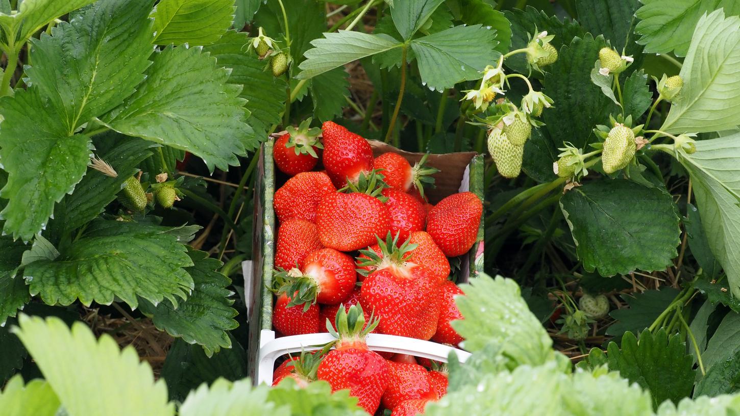 Ab Mitte Juni können Selbstpflücker auf die Erdbeerfelder in der Region.
