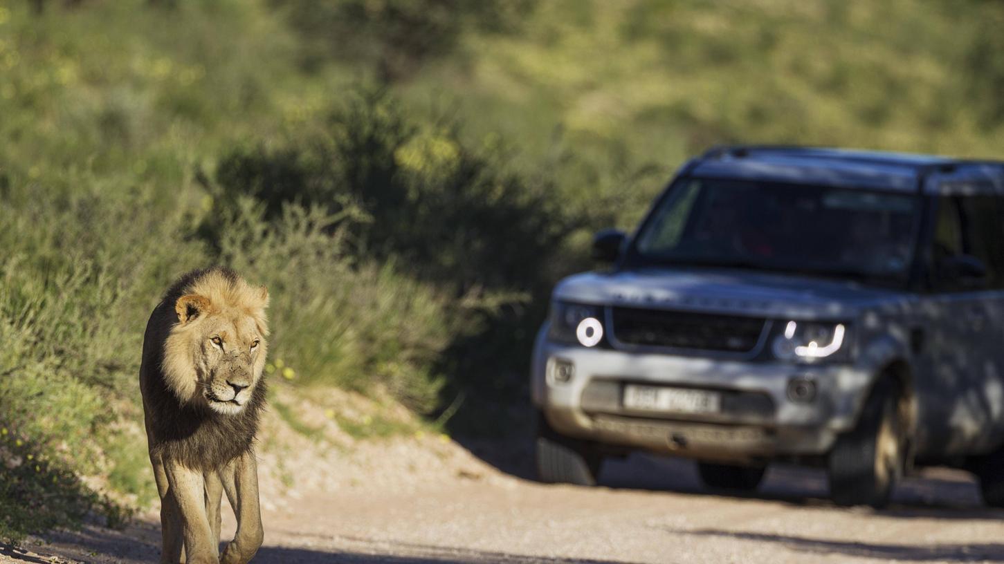 In Südafrika gelten wilde Tiere wie dieser Löwe als gleichberechtigte Verkehrsteilnehmer. Im Zweifelsfall haben sie In Südafrika gelten wilde Tiere wie dieser Löwe als gleichberechtigte Verkehrsteilnehmer. Im Zweifelsfall haben sie