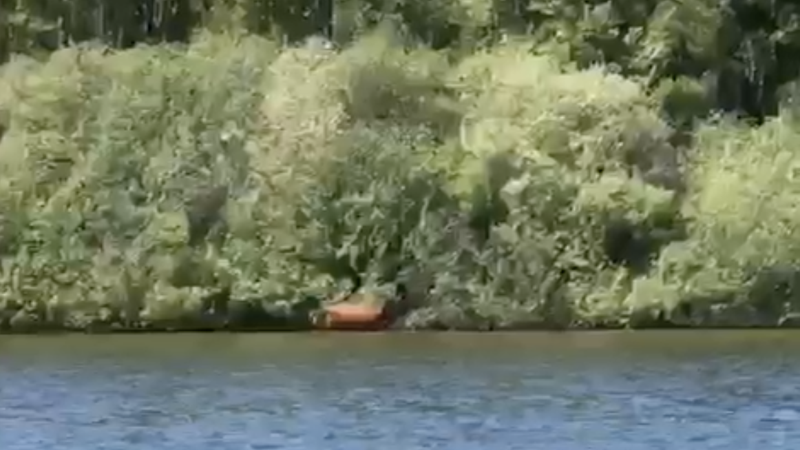 Planschende Kuh im Brombachsee ist ganz normal