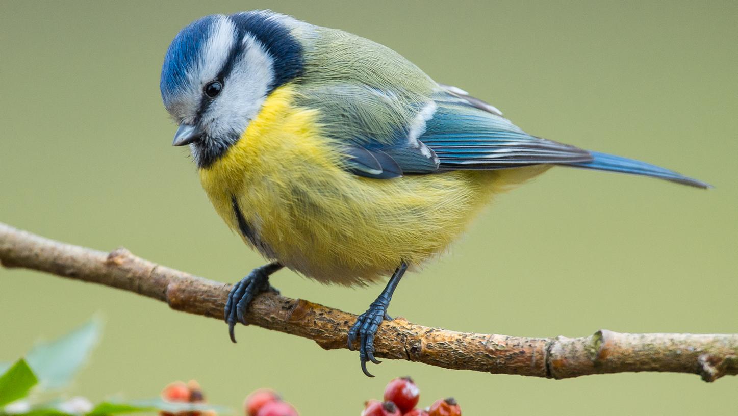 Bei der LBV-Onlineführung zur Musterfutterstelle des Botanischen Gartens der FAU gibt es viele heimische Gartenvögel zu sehen, darunter ziemlich sicher auch Blaumeisen.
