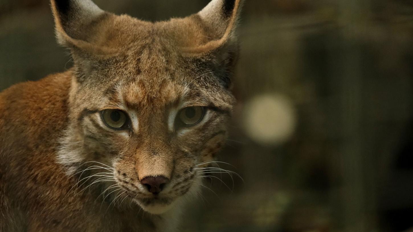 Ein Europäischer Luchs ist im Tiergarten Nürnberg aus seinem Gehege entkommen. (Symbolbild)