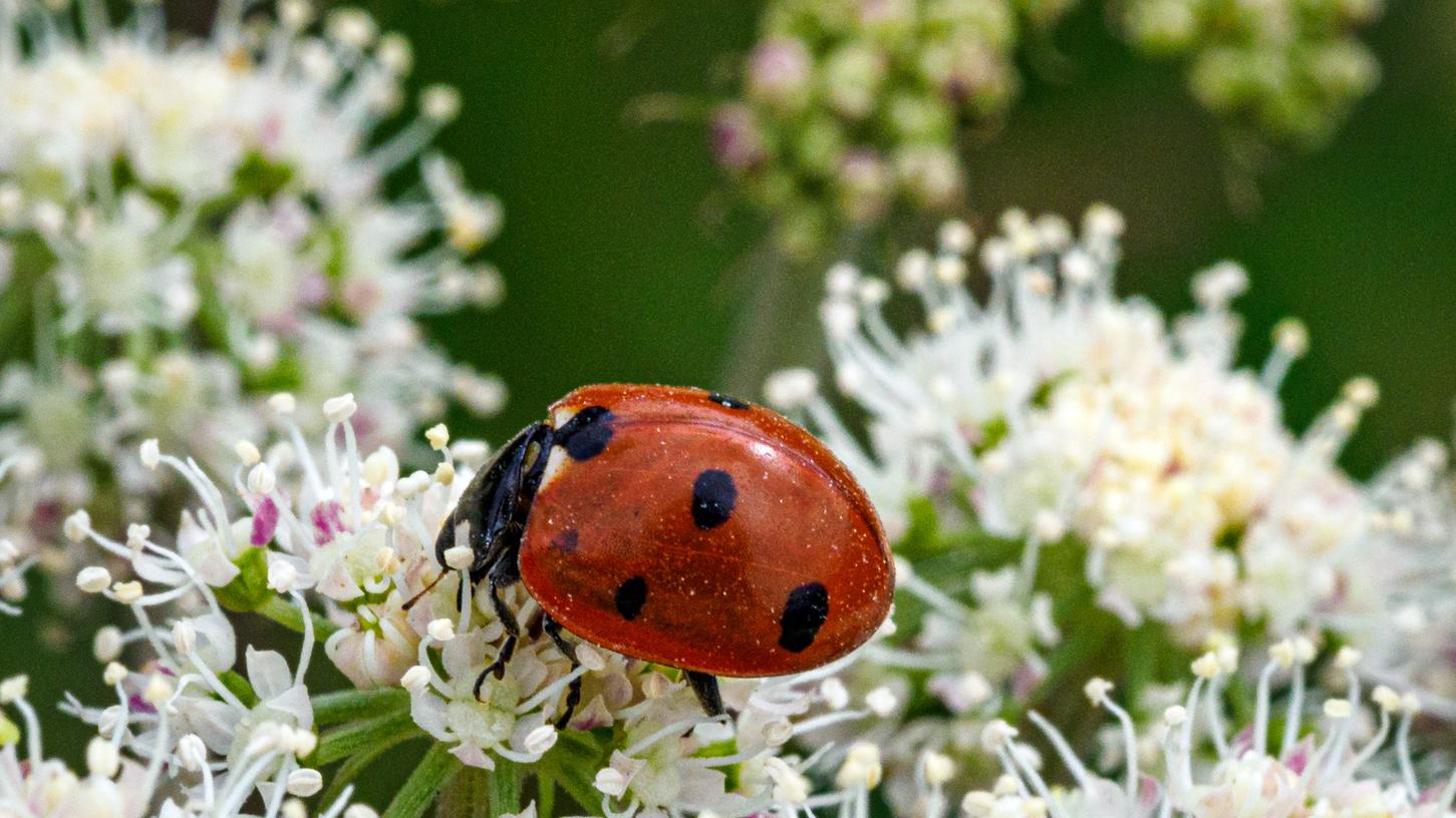 Fokus der erstmals gestarteten Insekten-Zähl-Aktion liegt auf dem Marienkäfer.
Fokus der erstmals gestarteten Insekten-Zähl-Aktion liegt auf dem Marienkäfer.