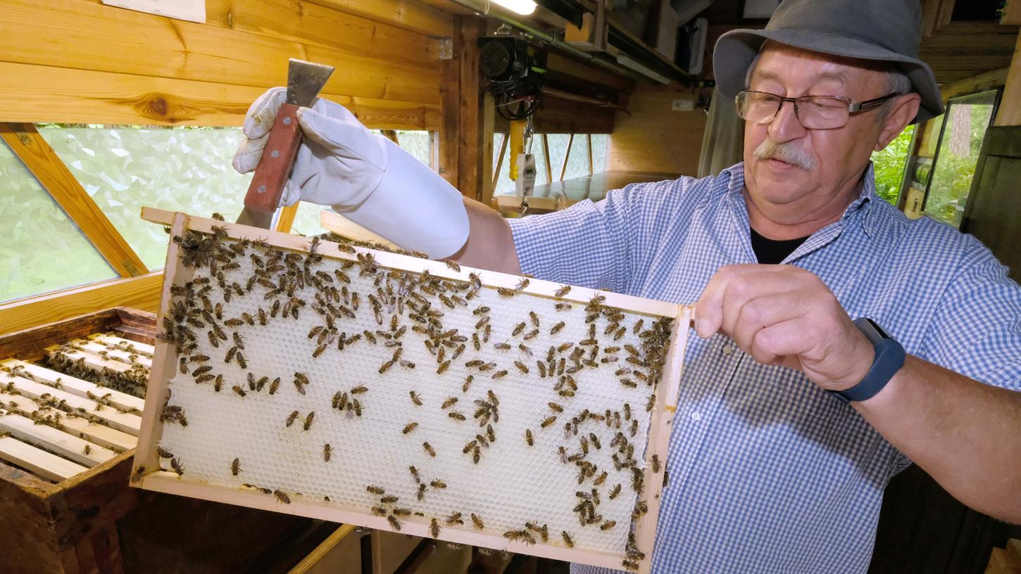 Zeidler-Meister Werner Hertl zeigt eine Wabe aus dem Honigraum. Die Waben sind derzeit noch komplett ohne Honig, was für diese Jahreszeit sehr ungewöhnlich ist. Bis zu 200 Kilo Honig und 50 Kilo Pollen braucht ein Bienenvolk für die Eigenversorgung pro Jahr, durchschnittlich fallen 15 Kilo für den Imker ab.
Zeidler-Meister Werner Hertl zeigt eine Wabe aus dem Honigraum. Die Waben sind derzeit noch komplett ohne Honig, was für diese Jahreszeit sehr ungewöhnlich ist. Bis zu 200 Kilo Honig und 50 Kilo Pollen braucht ein Bienenvolk für die Eigenversorgung pro Jahr, durchschnittlich fallen 15 Kilo für den Imker ab.