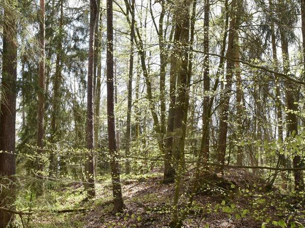 Am Schießhügel sollen einst Soldaten der bayerischen Armee geübt haben.