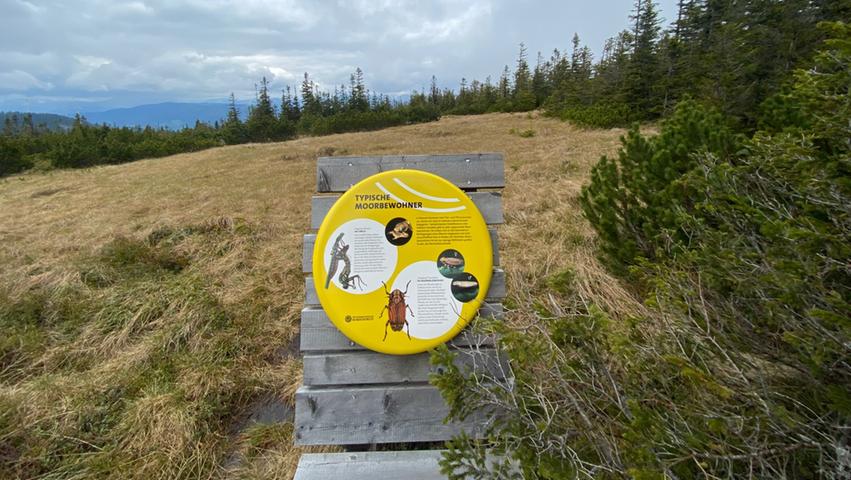 Eine der Infotafeln im Hochmoor Schwarzriegelmoos. Dort oben, auf 1590 Metern Höhe gelegen, gibt es viele Tiere und Pflanzen zu entdecken, die ansonsten kaum zu beobachten sind.