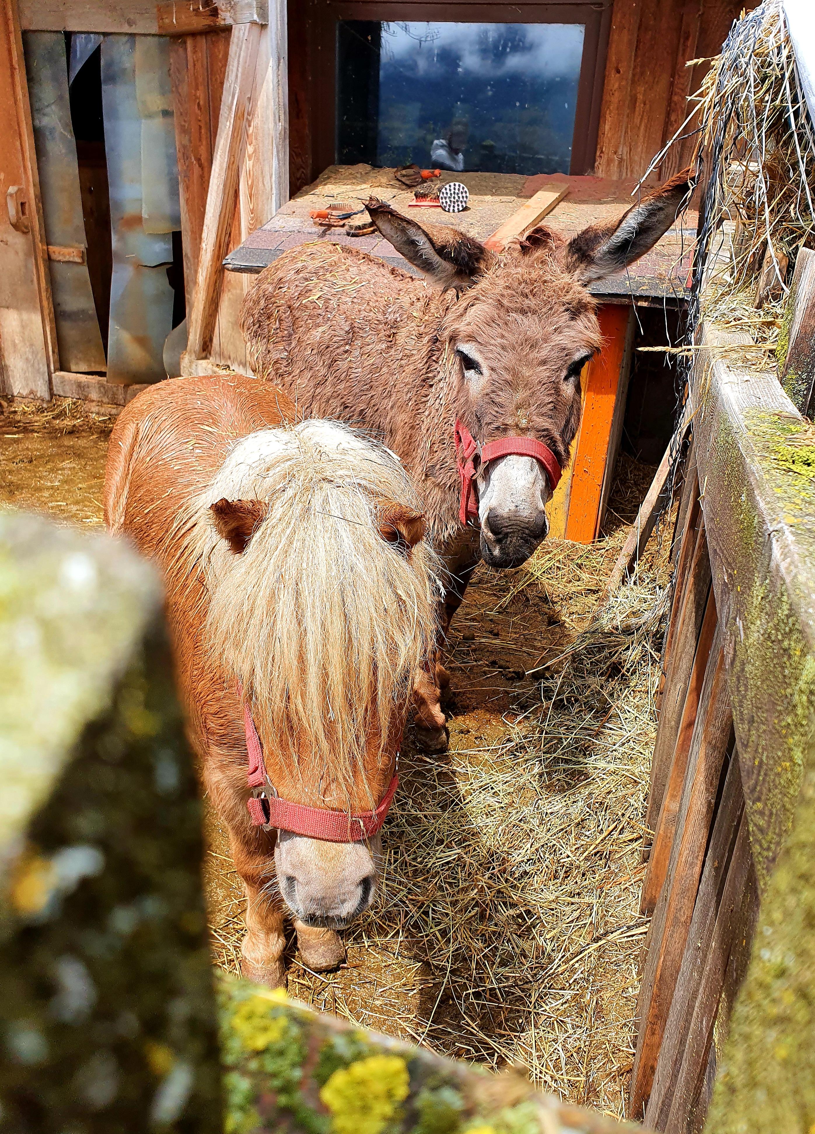 Pony und Esel einträchtig in einem Stall. Beide sind prima Streicheltiere, und wer mag, darf auf ihnen sogar reiten.