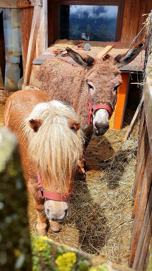 Pony und Esel einträchtig in einem Stall. Beide sind prima Streicheltiere, und wer mag, darf auf ihnen sogar reiten.