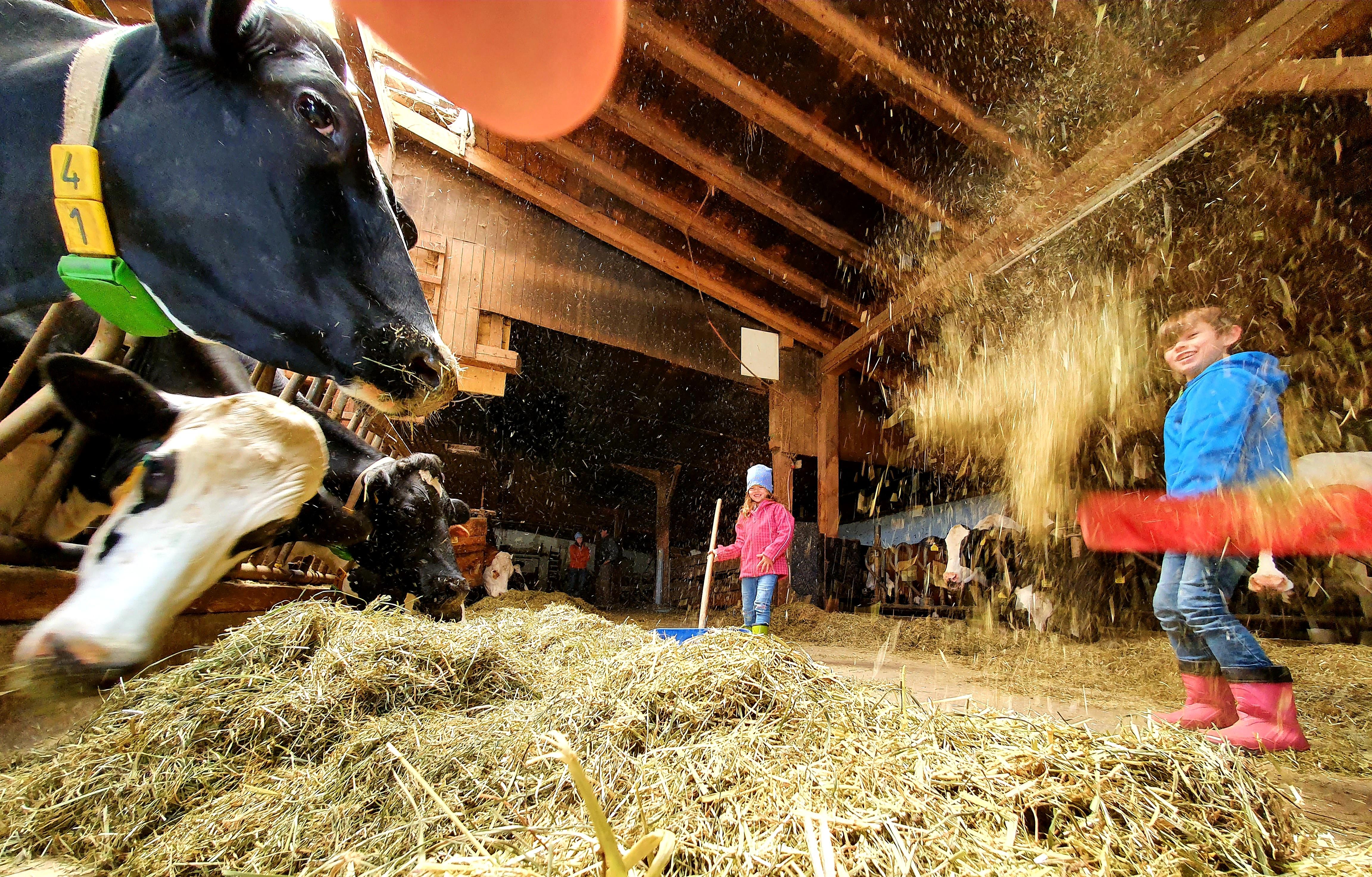 Danach dürfen die Kinder den Kühen das Heu vors Maul schieben, machmal werfen sie es auch vor Freude in die Luft.