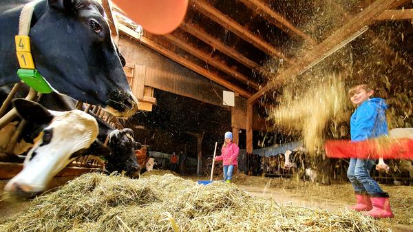 Danach dürfen die Kinder den Kühen das Heu vors Maul schieben, machmal werfen sie es auch vor Freude in die Luft.