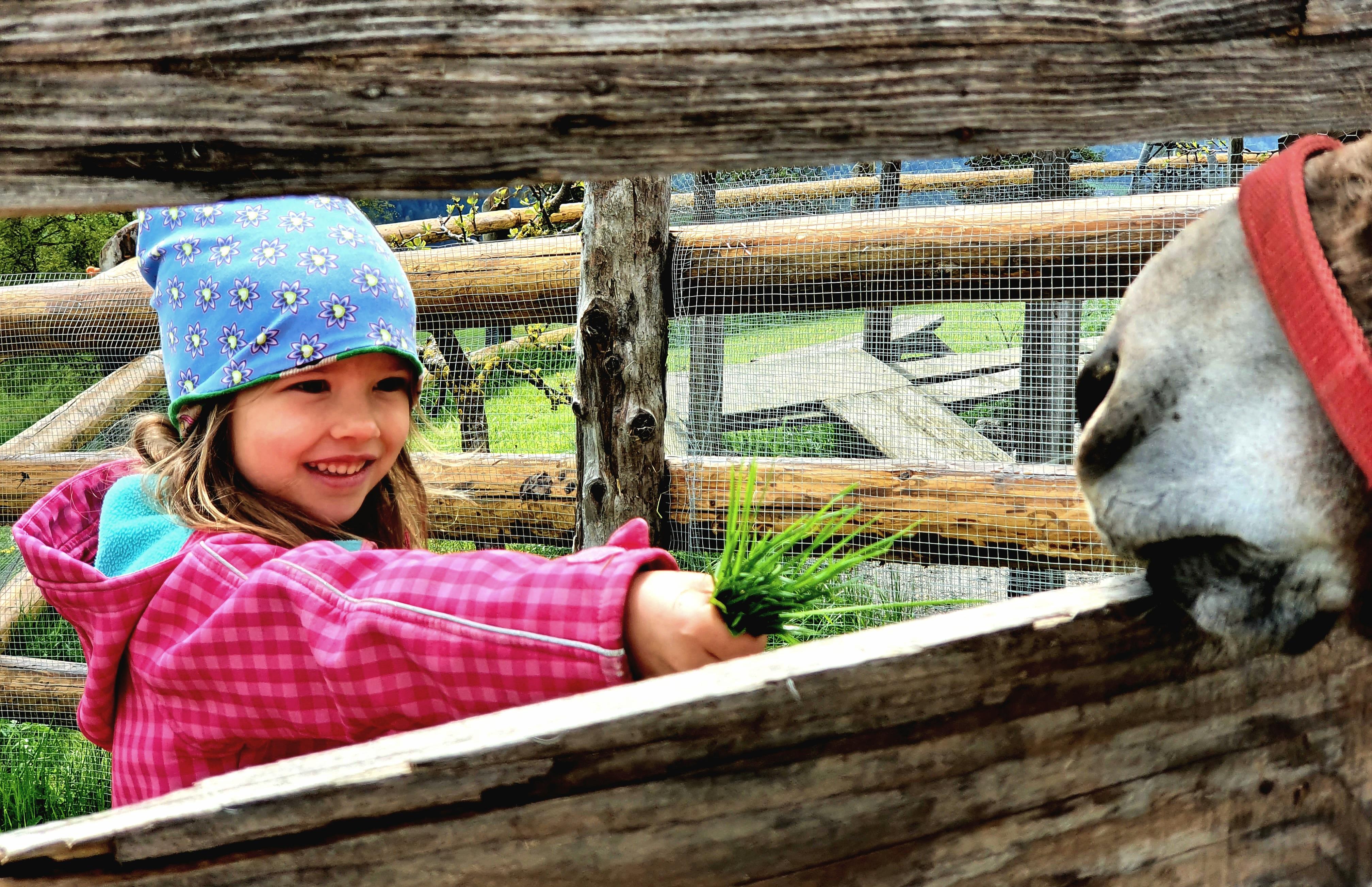 Am liebsten mag es das Pony natürlich, wenn man ihm frisches Gras vor die Schnauze hält.